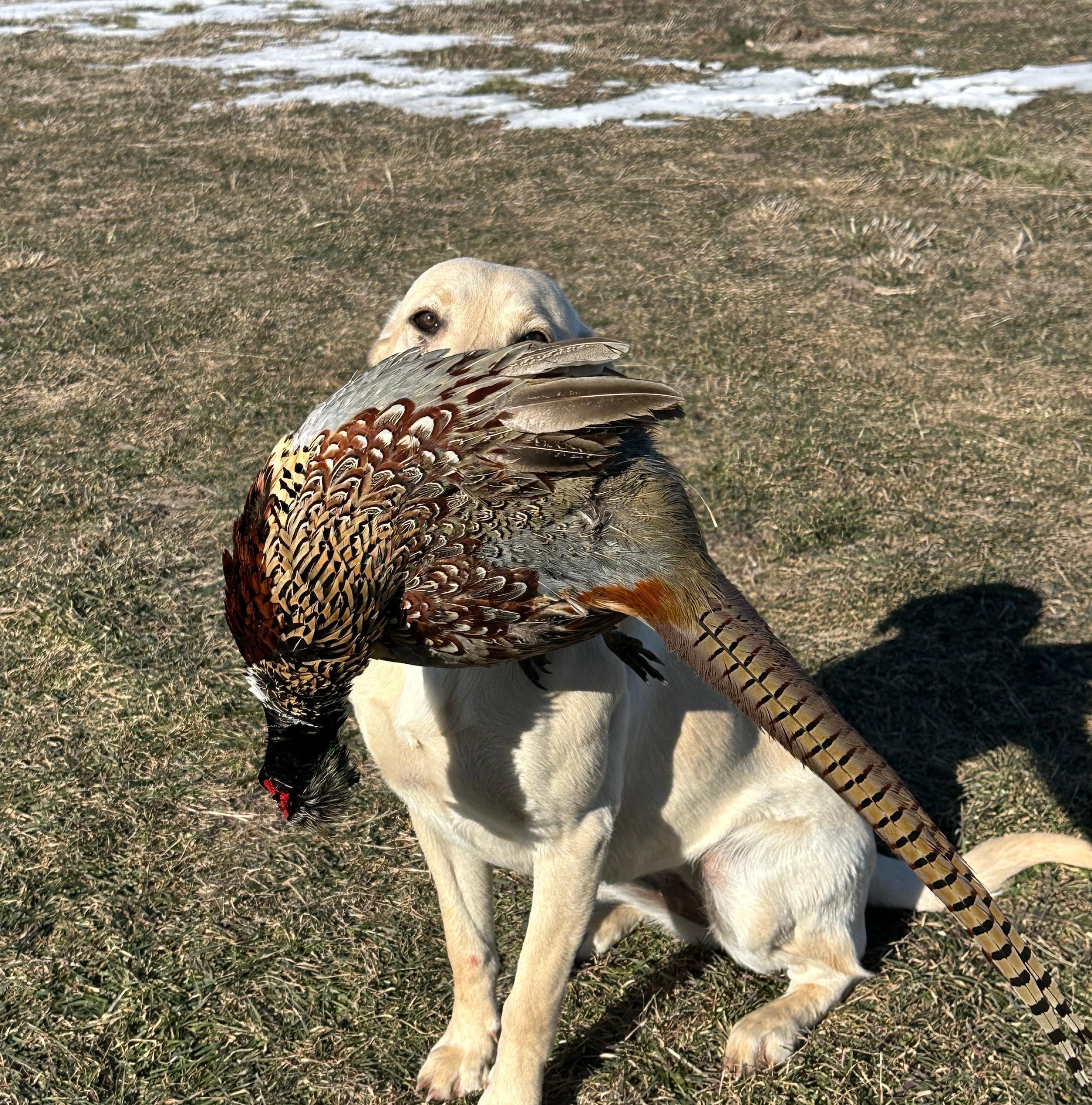 Very dog-friendly place to stay at no extra cost. Even a small fenced in area access from inside the house.