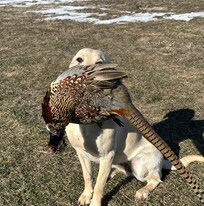 Very dog-friendly place to stay at no extra cost. Even a small fenced in area access from inside the house.
