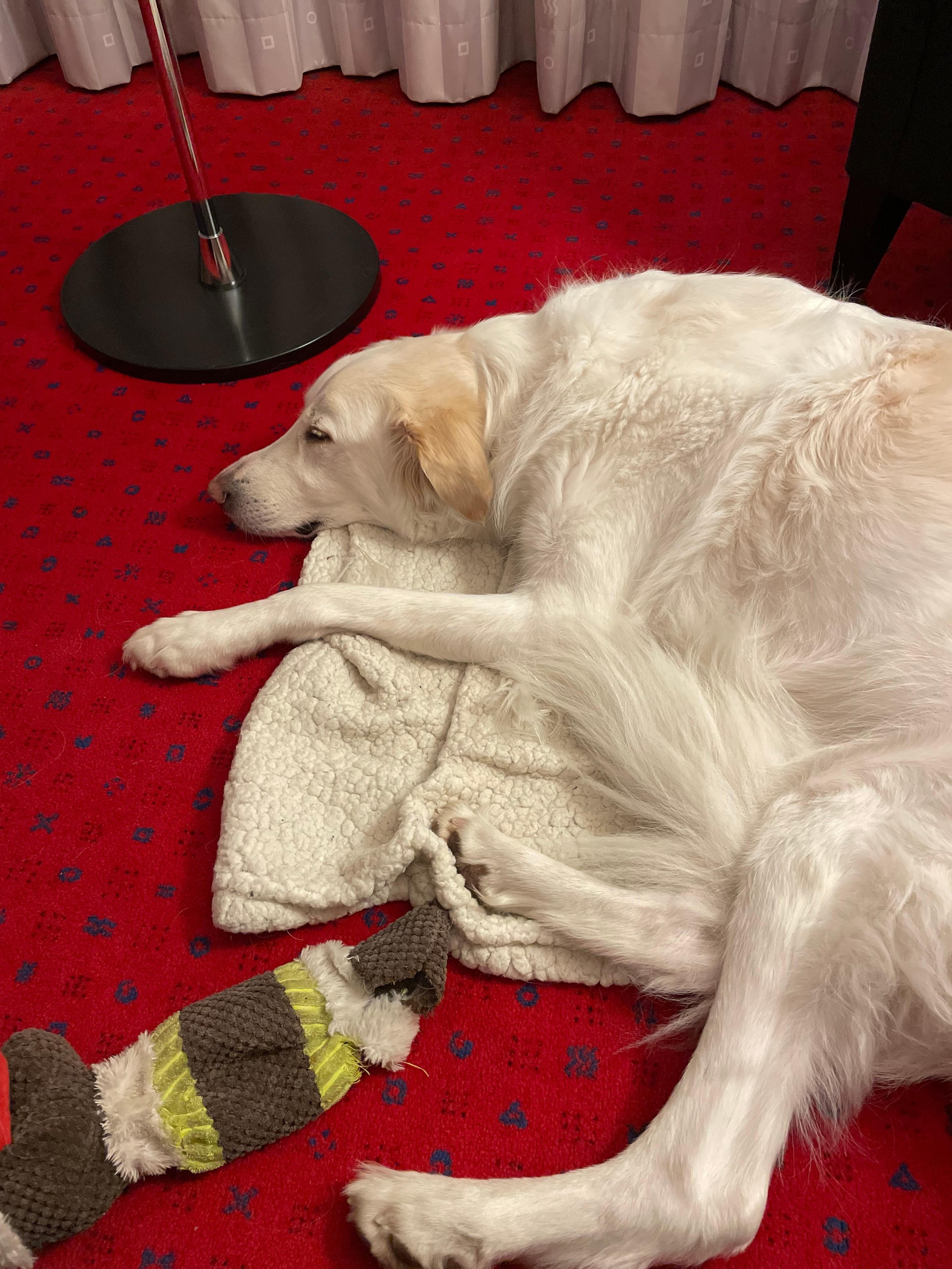 Vår hund njöt till 100%, bra ljudisolerat, lugnt och skönt. 