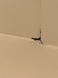 More mold in the shower