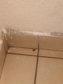 Dead roach found in bathroom where the floors are covered in cracks and black scuff holes of different shapes, and shower and sink water are low pressure, with a soap tray on wall in shower that's stained rusted brown yet he has soap and shampoo on i