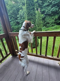 Our Brittany loved being surrounded by the woods and all things that fly, lol.