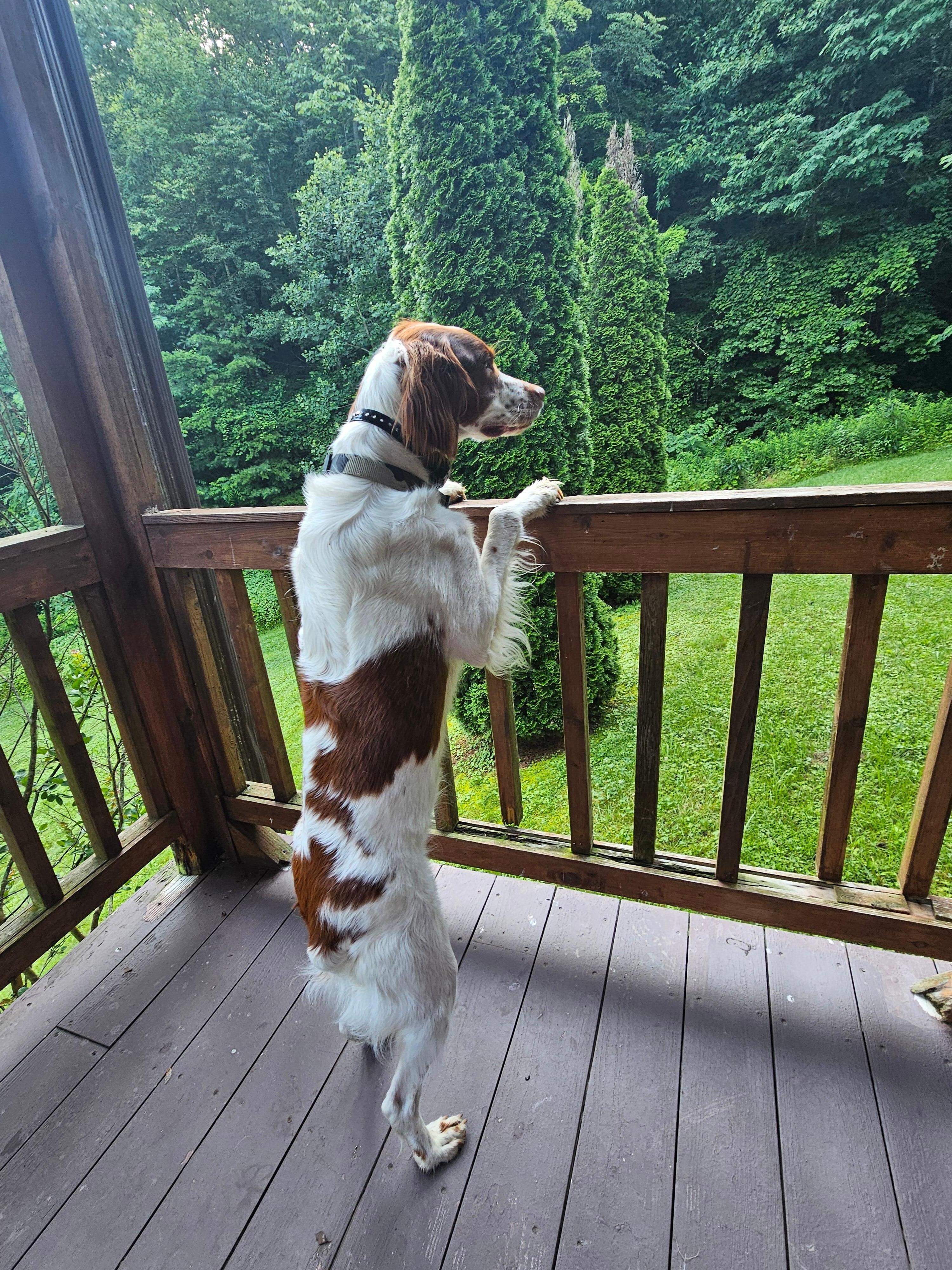 Our Brittany loved being surrounded by the woods and all things that fly, lol. 