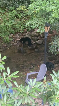 From the back porch…