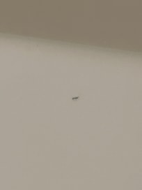 Insects