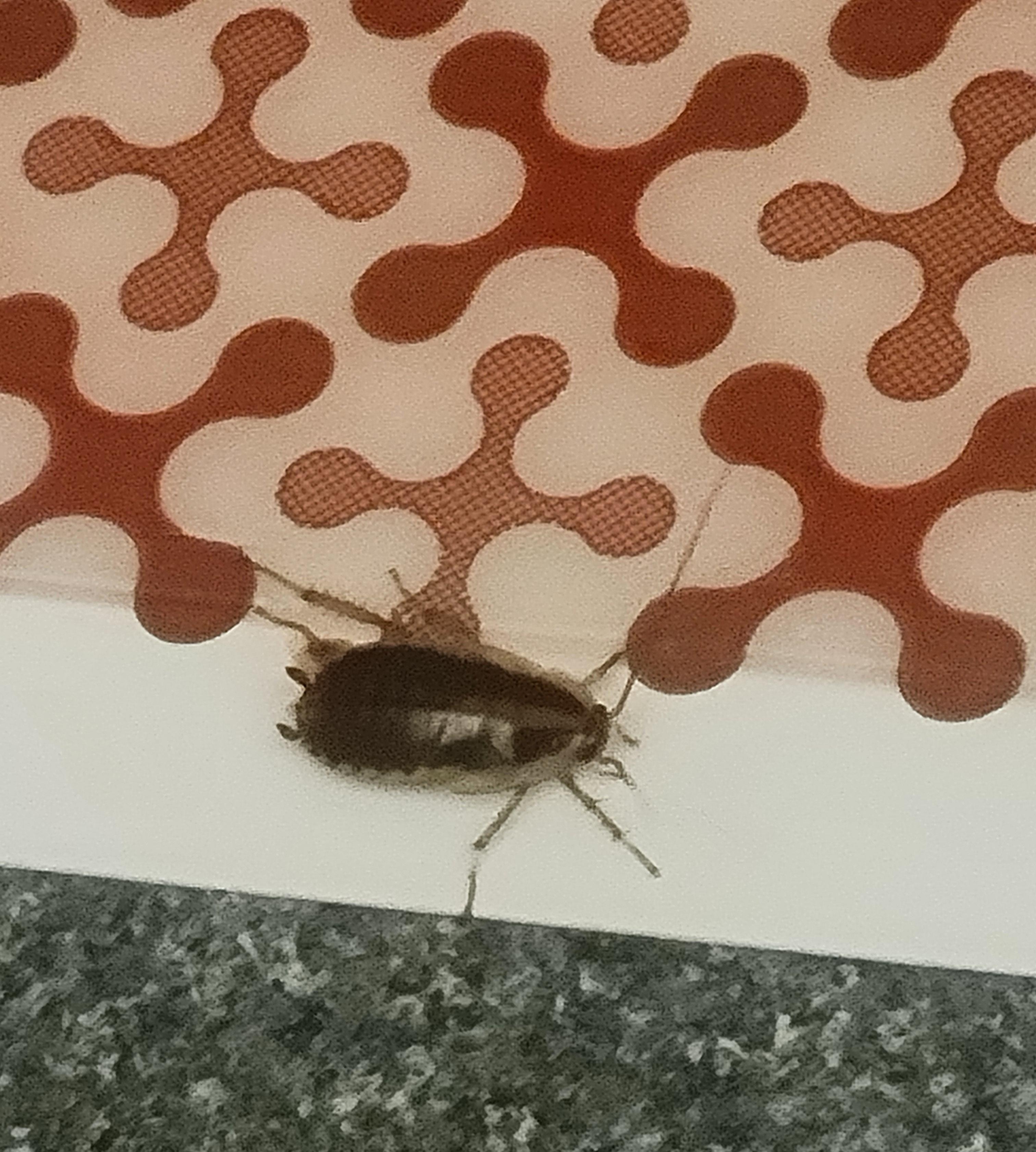 Adult or large juvenile