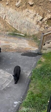Bear in driveway