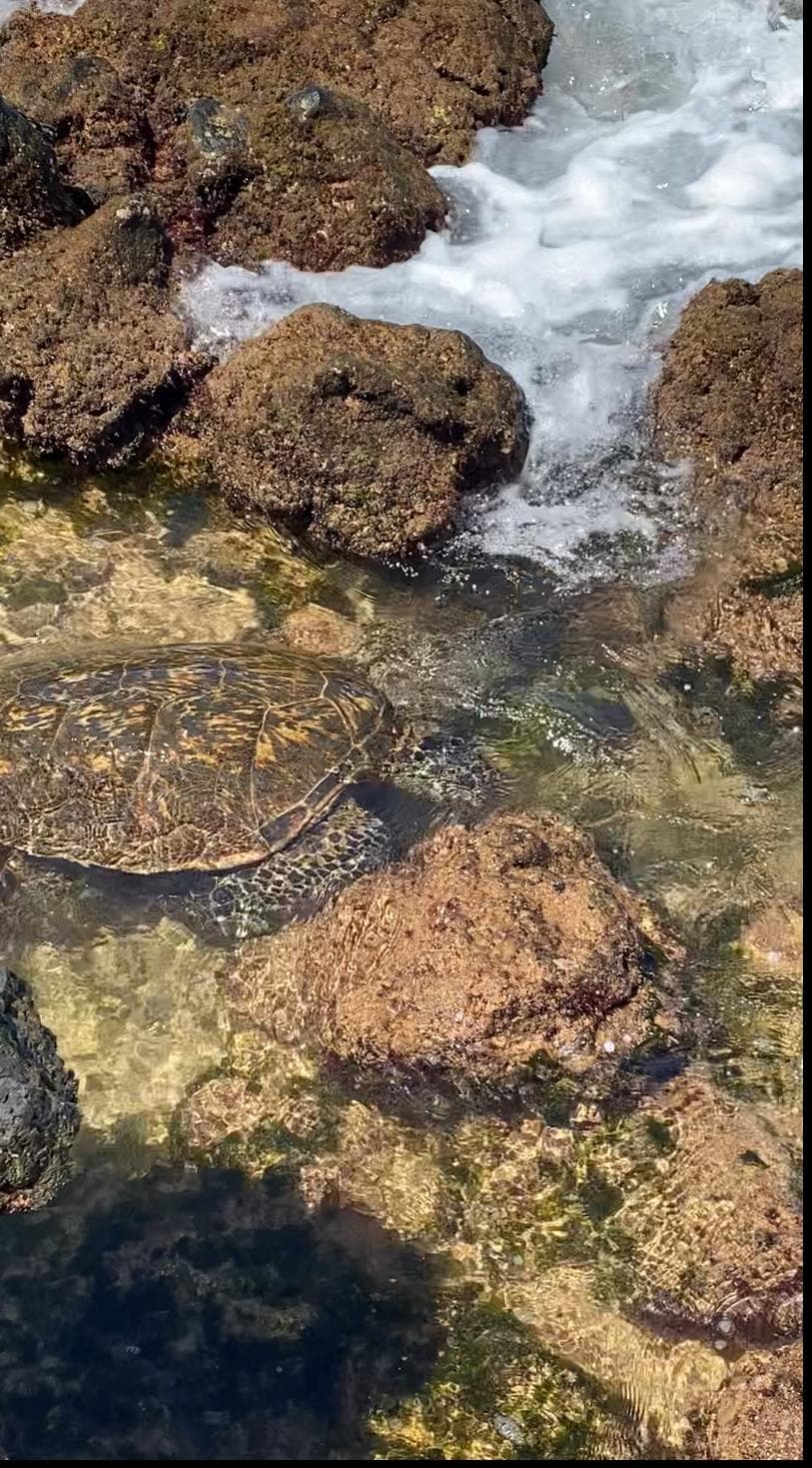Tide pools by the Mana Kai