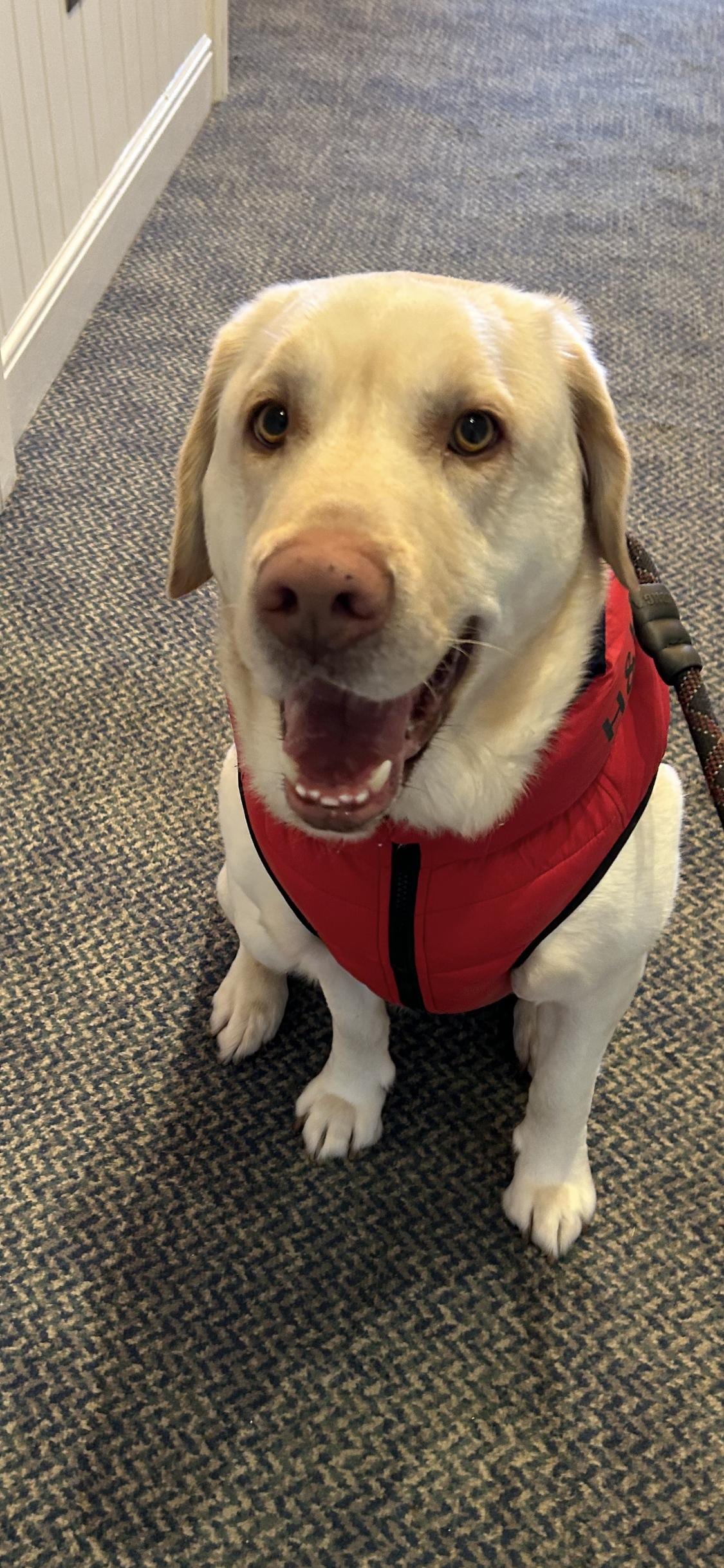 Pet friendly Hotel with lovely staff!!