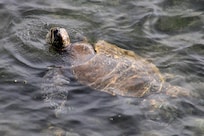 Sea Turtle by condo.