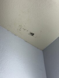 Visible mold in upper corner of bathroom