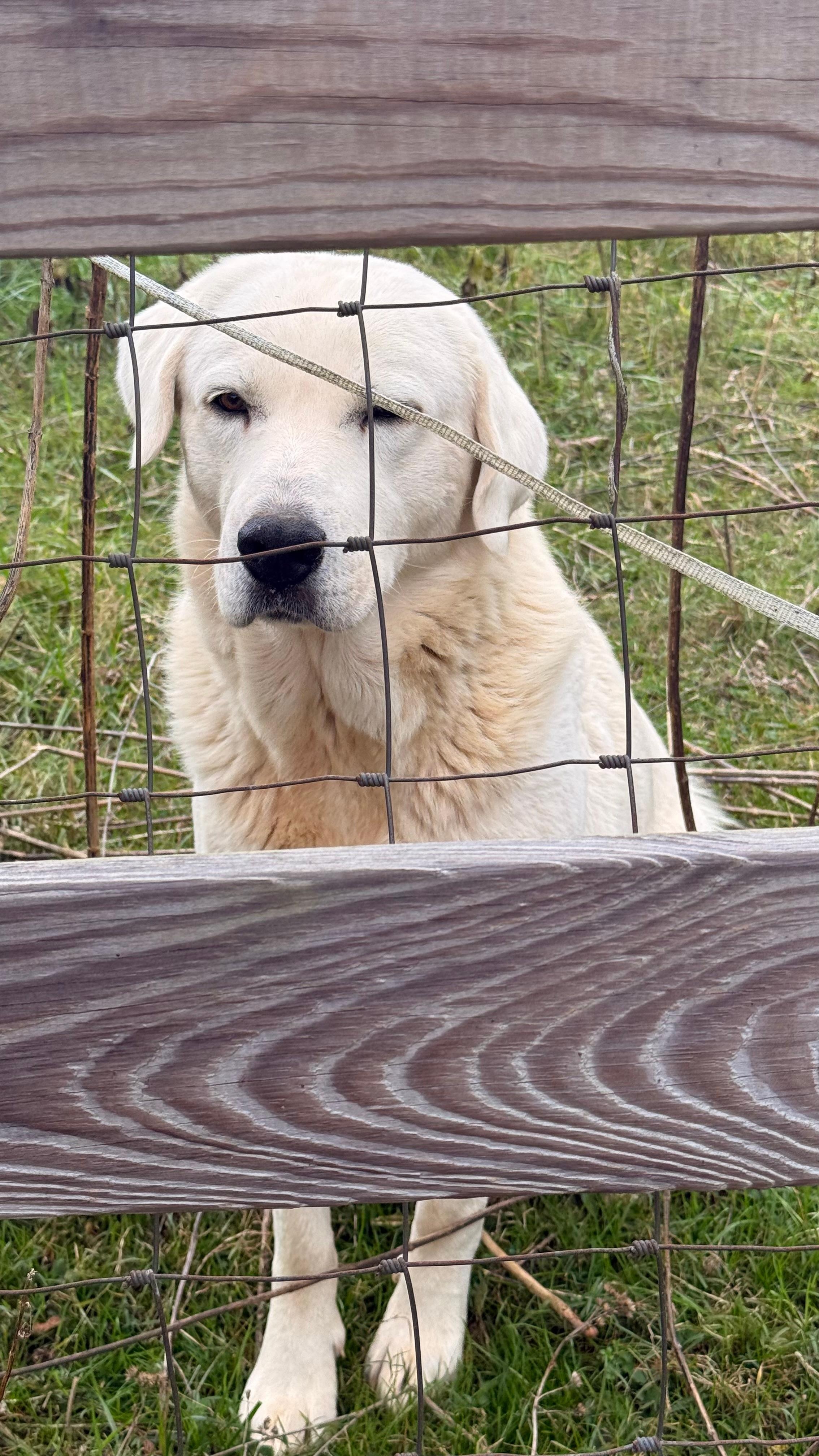 Farm animals were precious! It was an effort to not love on this guy! 😂
