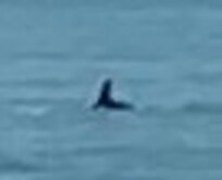 Dolphins play in the surf by beach near bean point