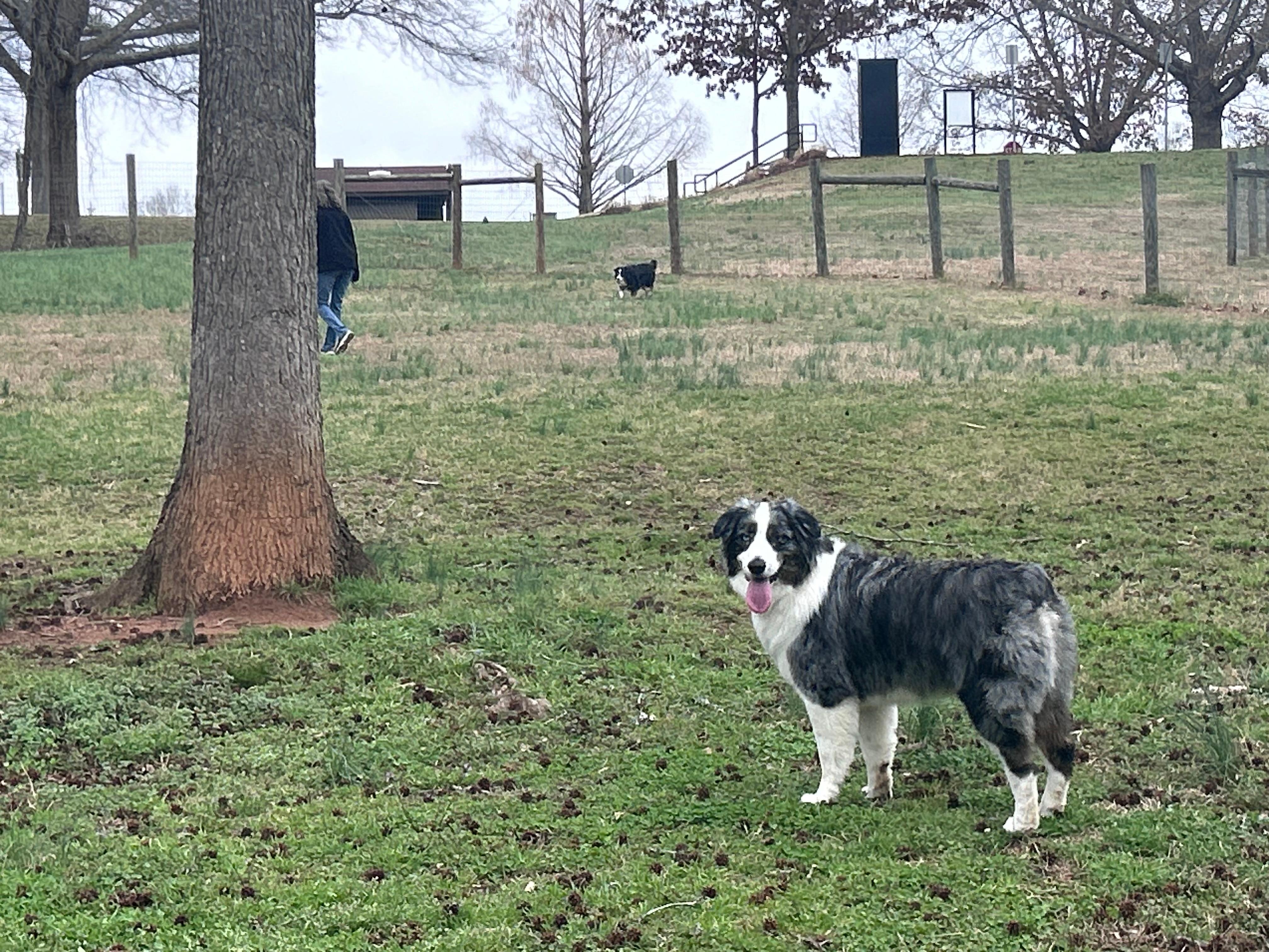 Sandy Creek Disc Golf and Dog Day