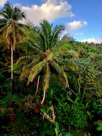Property backs up to El Yunque National Forest.