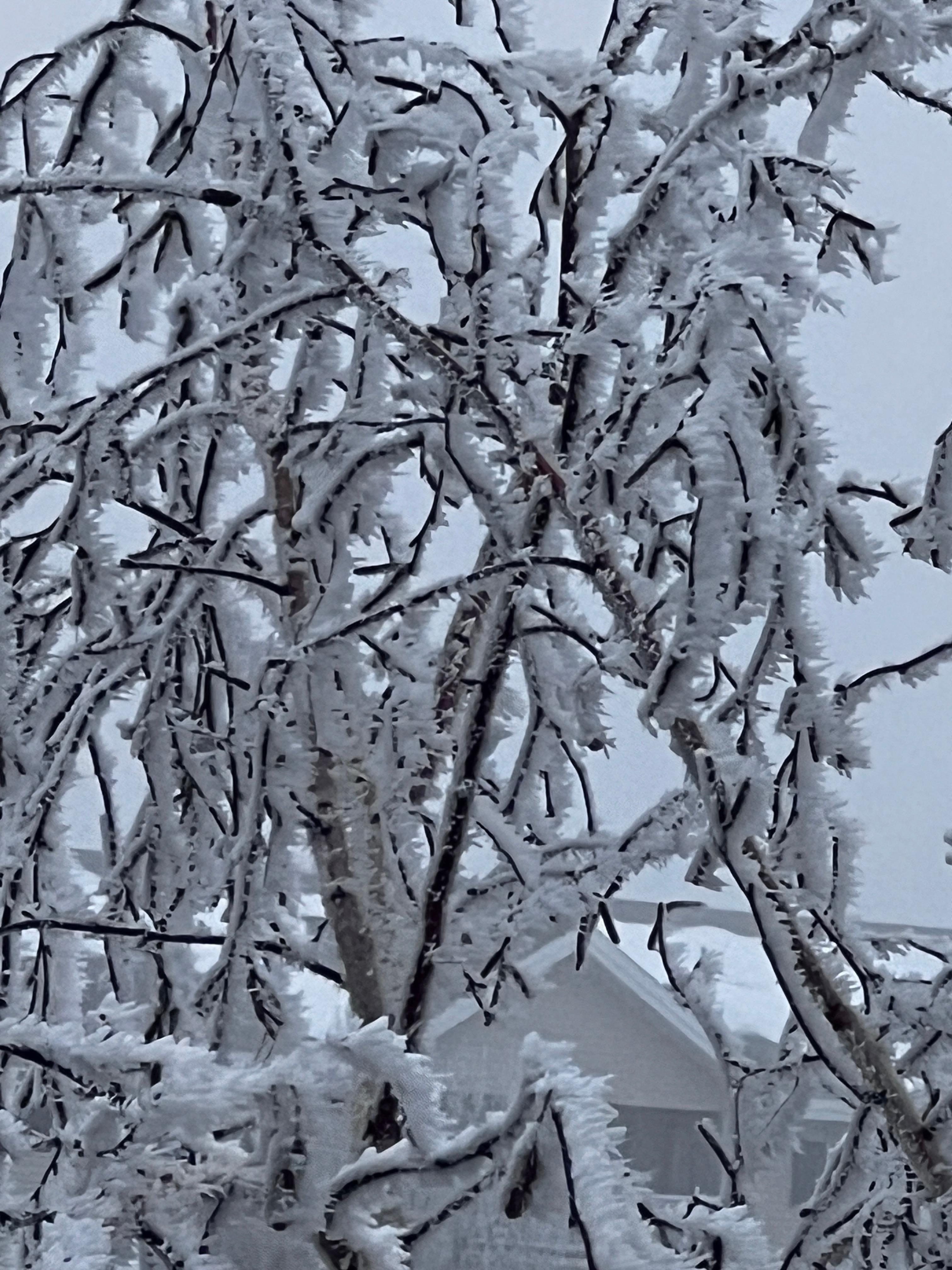 Ice glaze on a bush outside.