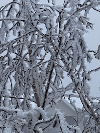 Ice glaze on a bush outside.