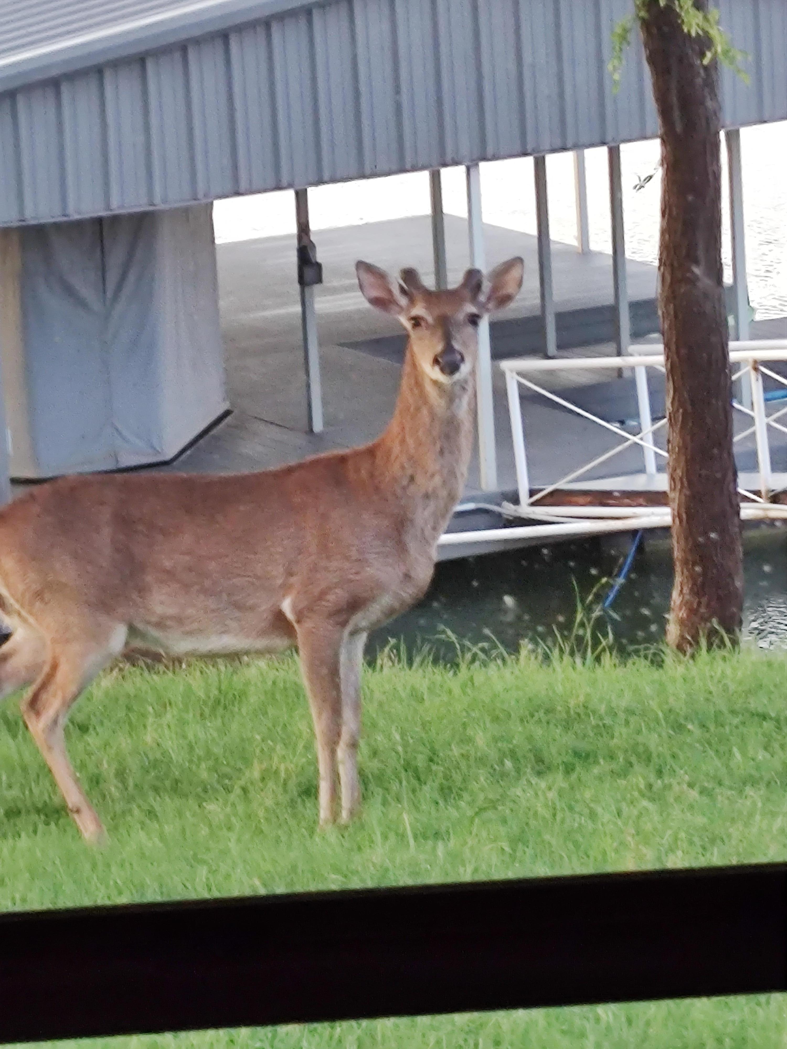 Friendly Deer