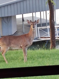 Friendly Deer