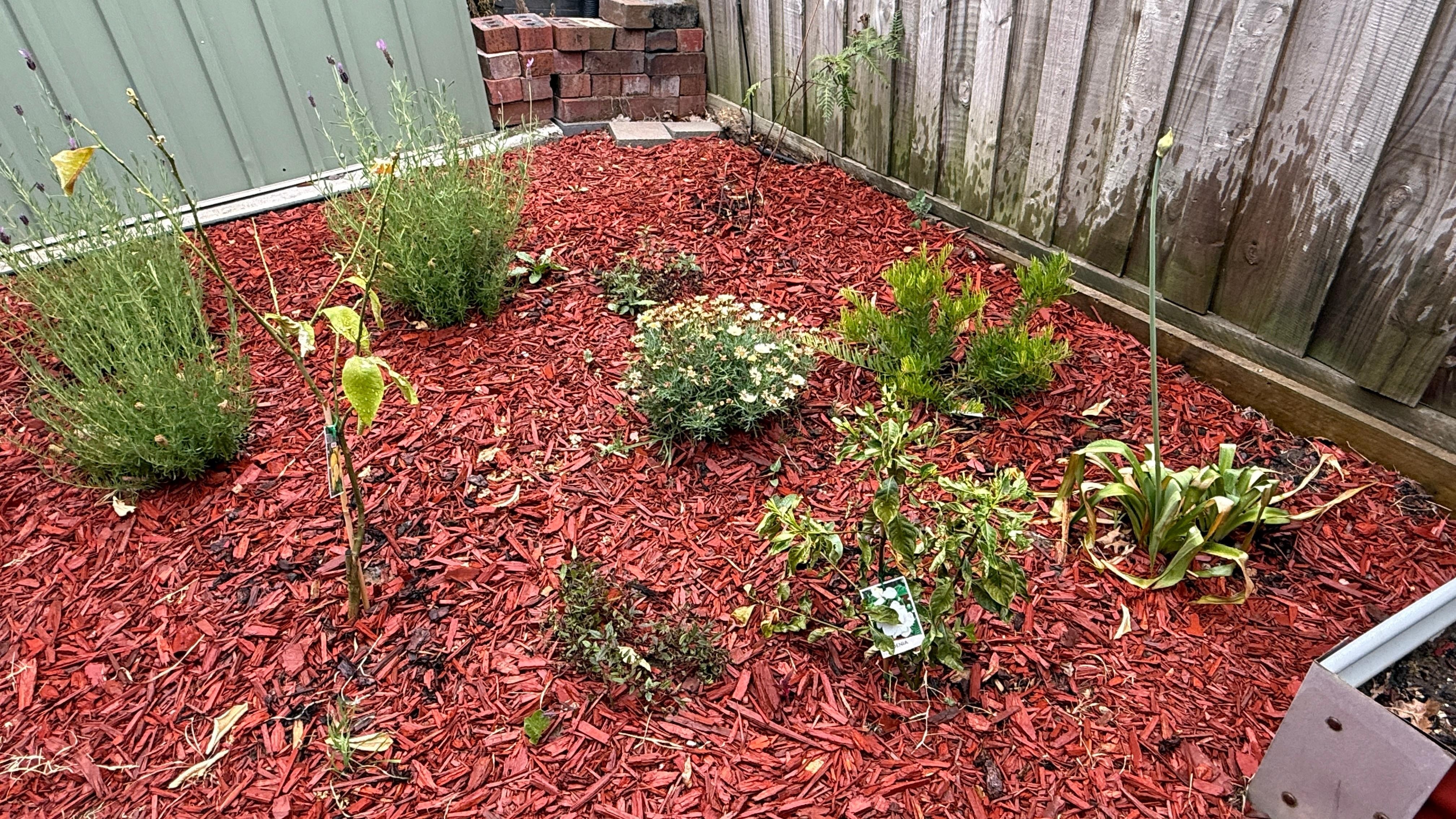 Nice garden taking shape