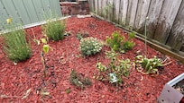 Nice garden taking shape
