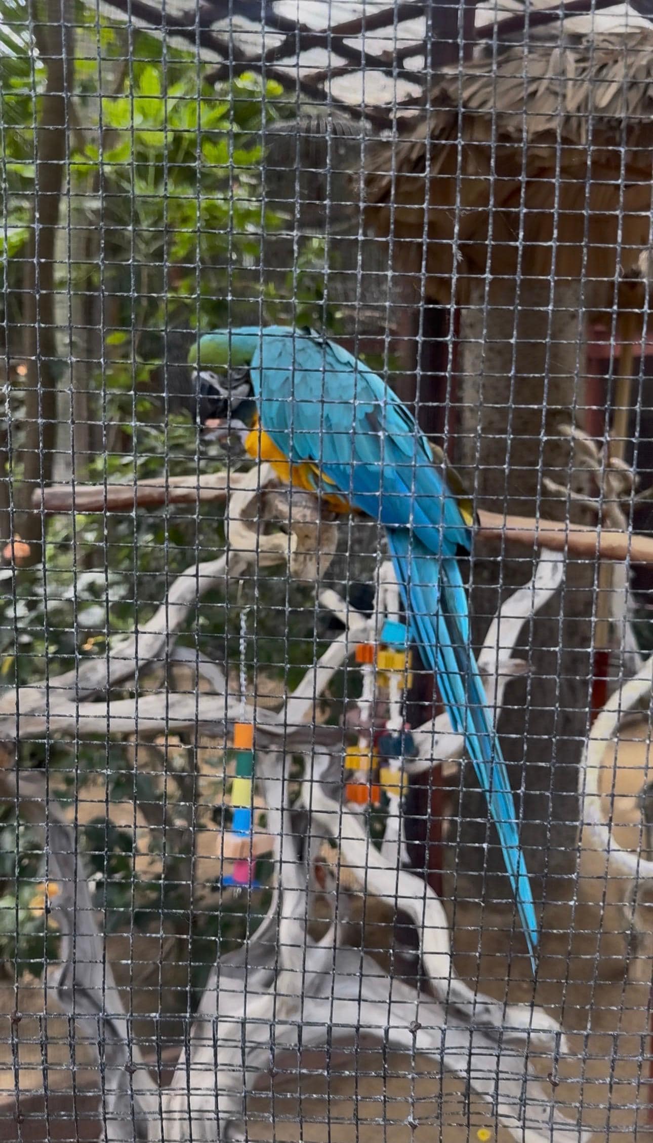 Beautiful birds next to lobby 