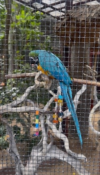 Beautiful birds next to lobby