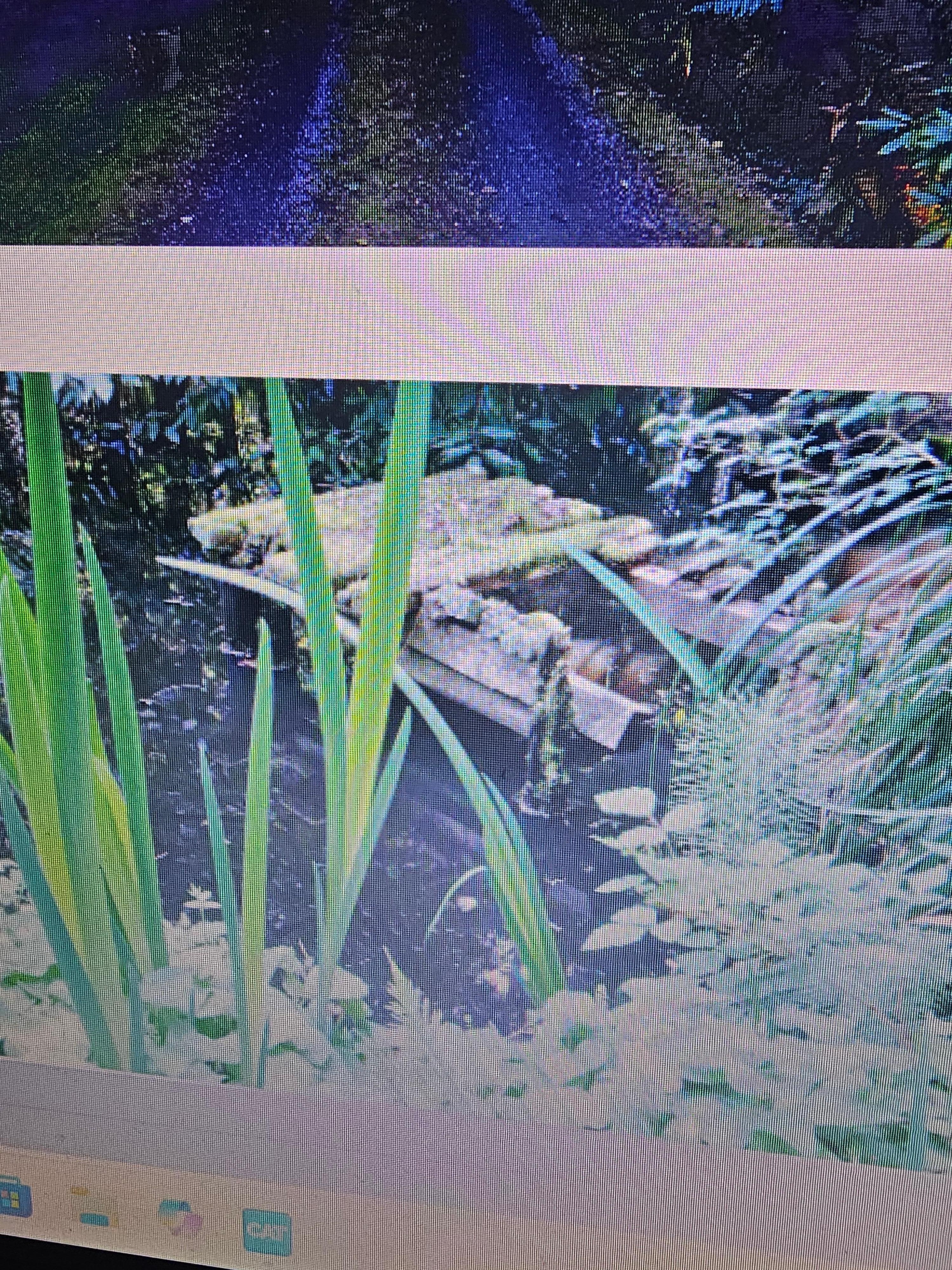 her photo just to show the misreps