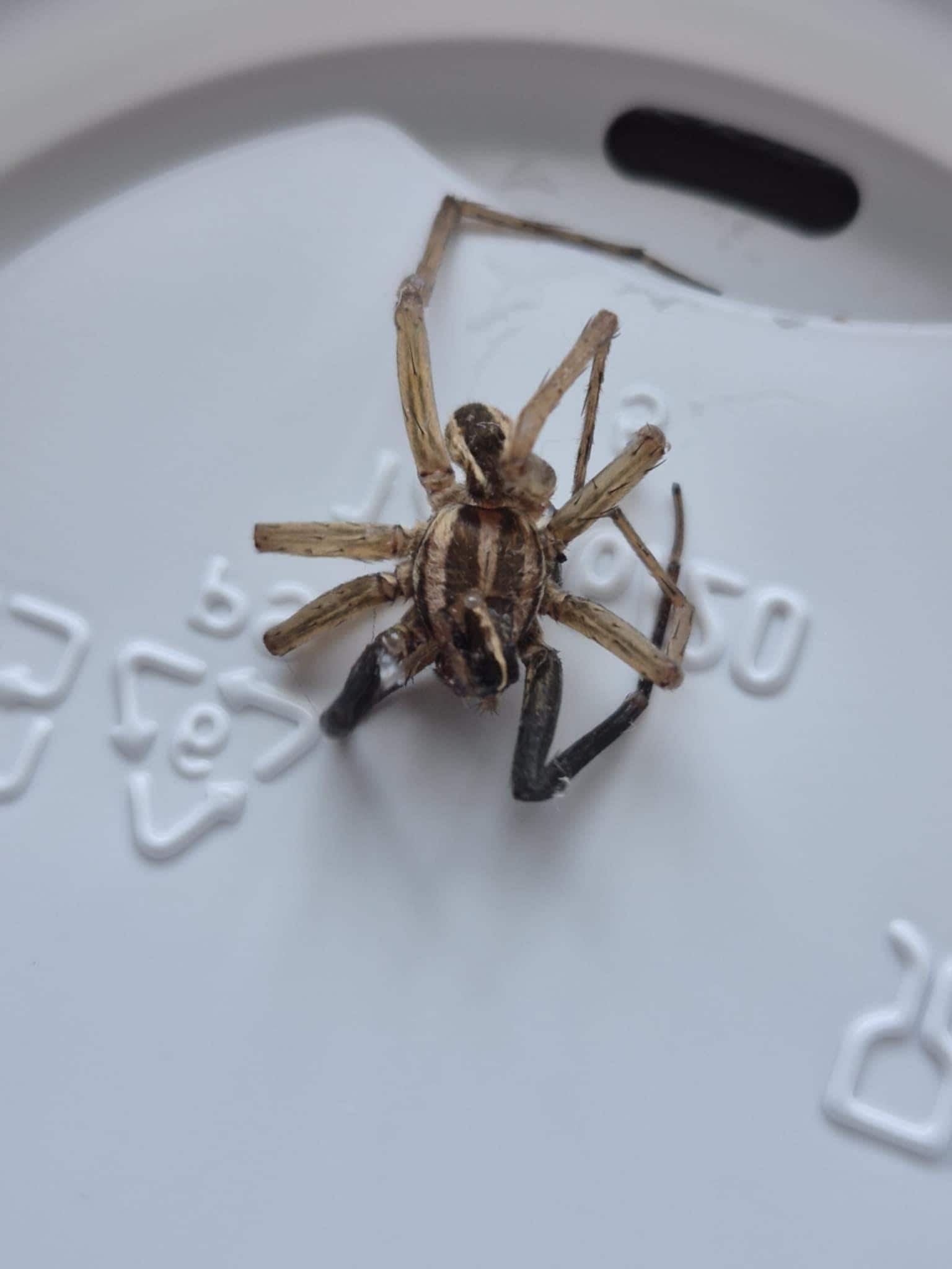 Wolf spider from our hotel room