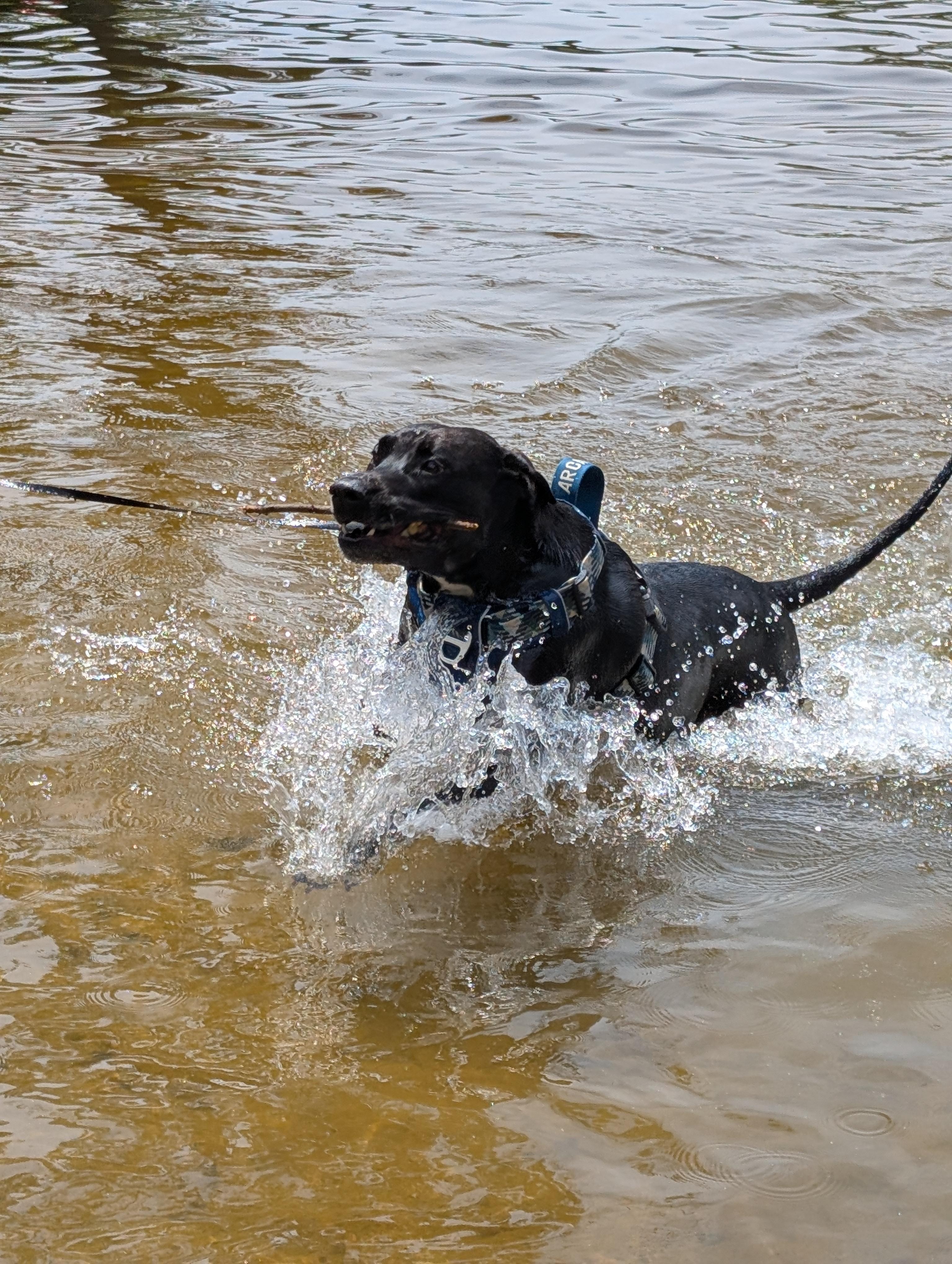 Levi taking a swim