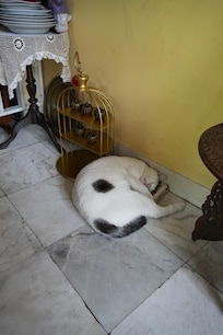 Cat Staff