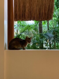 Resident cat is very chatty and friendly.