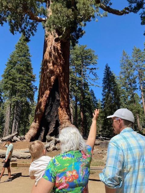 Grandma and Grandpa show our baby grandson The Grizzly Giant in the Mariposa Grove.