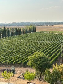 Los Viñedos