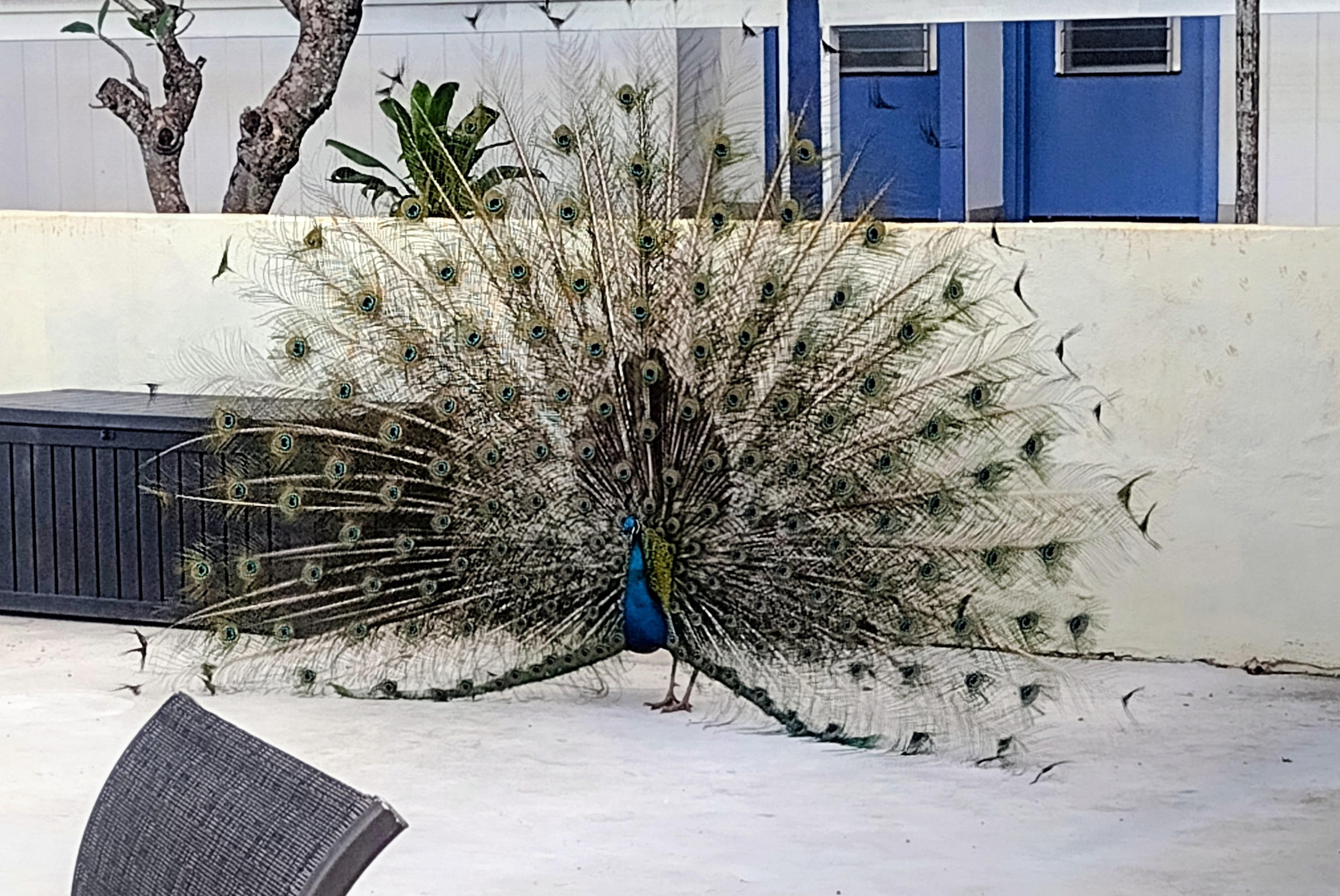 Peacock displaying in the pool area.