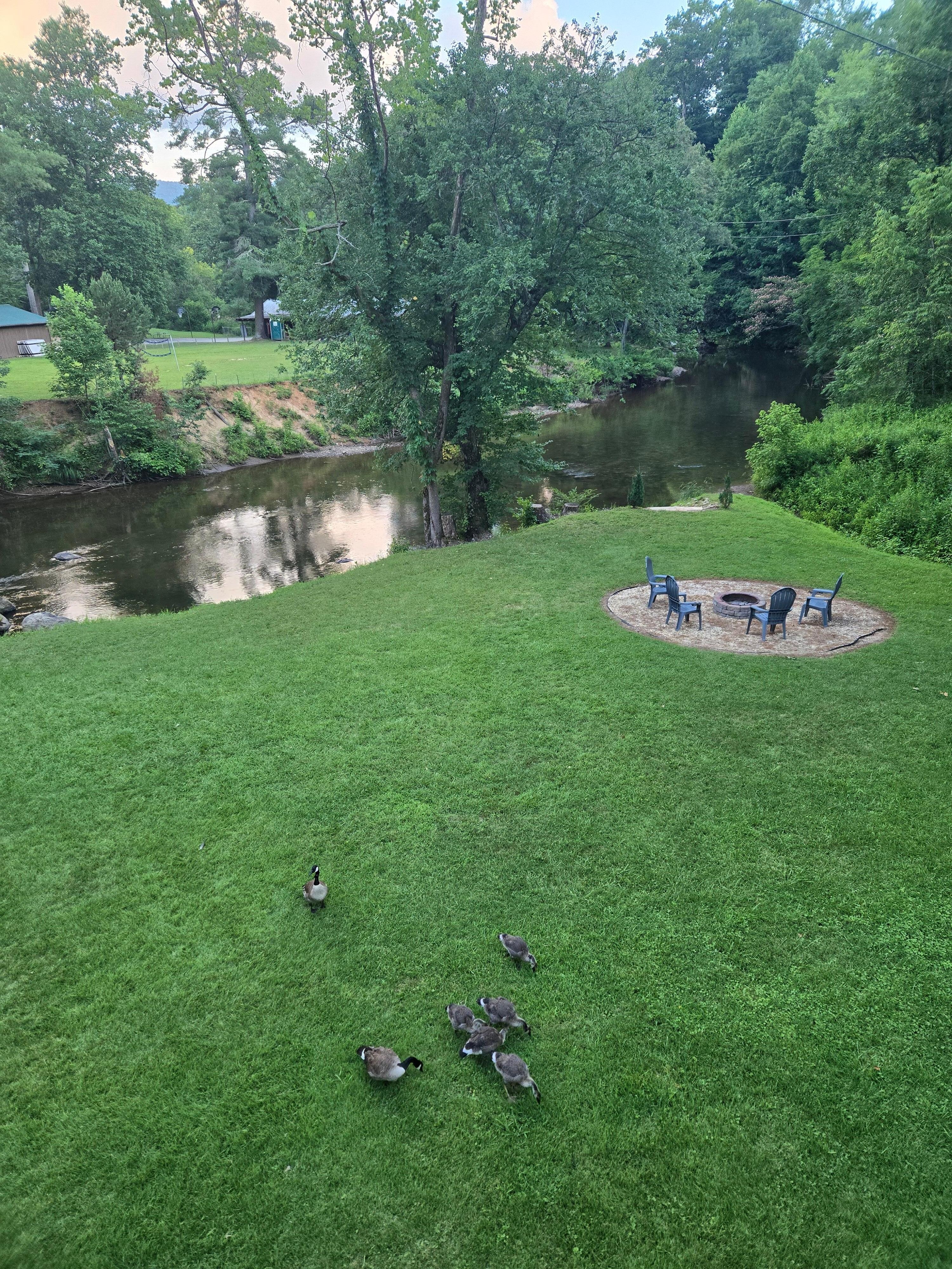 Family of geese stopped by for awhile. 