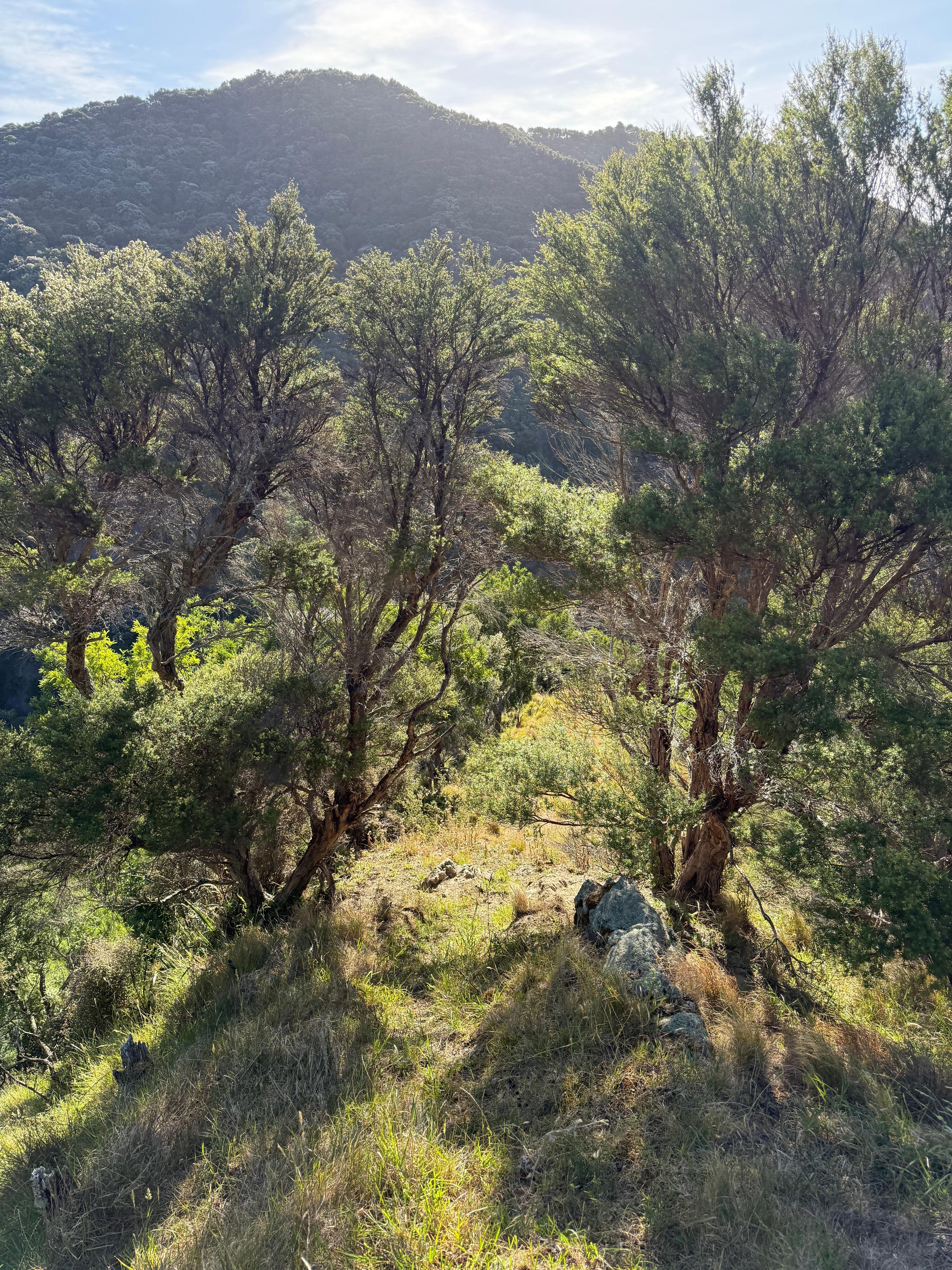 On the return leg of bush walk