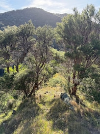 On the return leg of bush walk