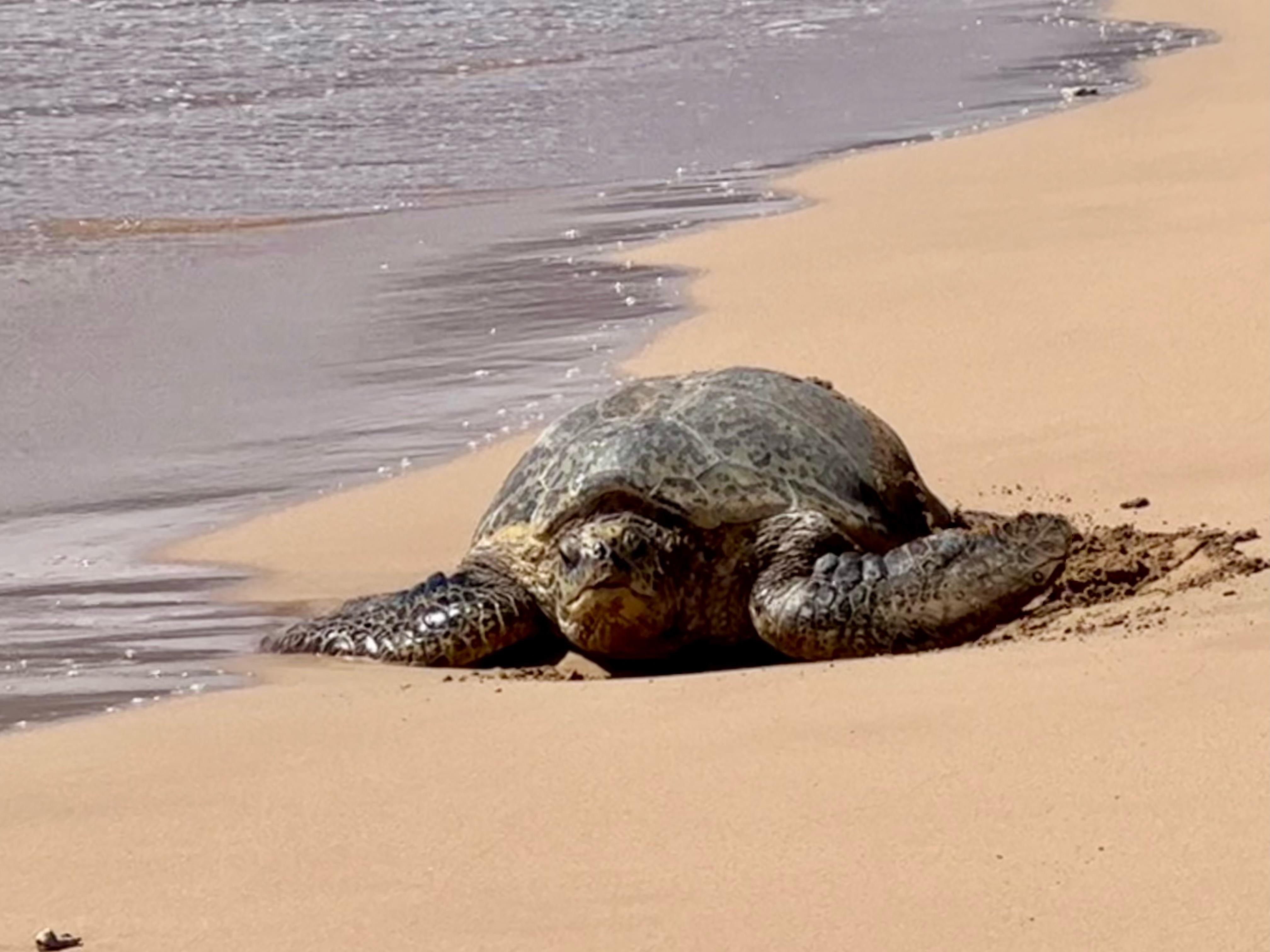 Our visitor every afternoon.