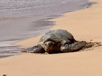 Our visitor every afternoon.