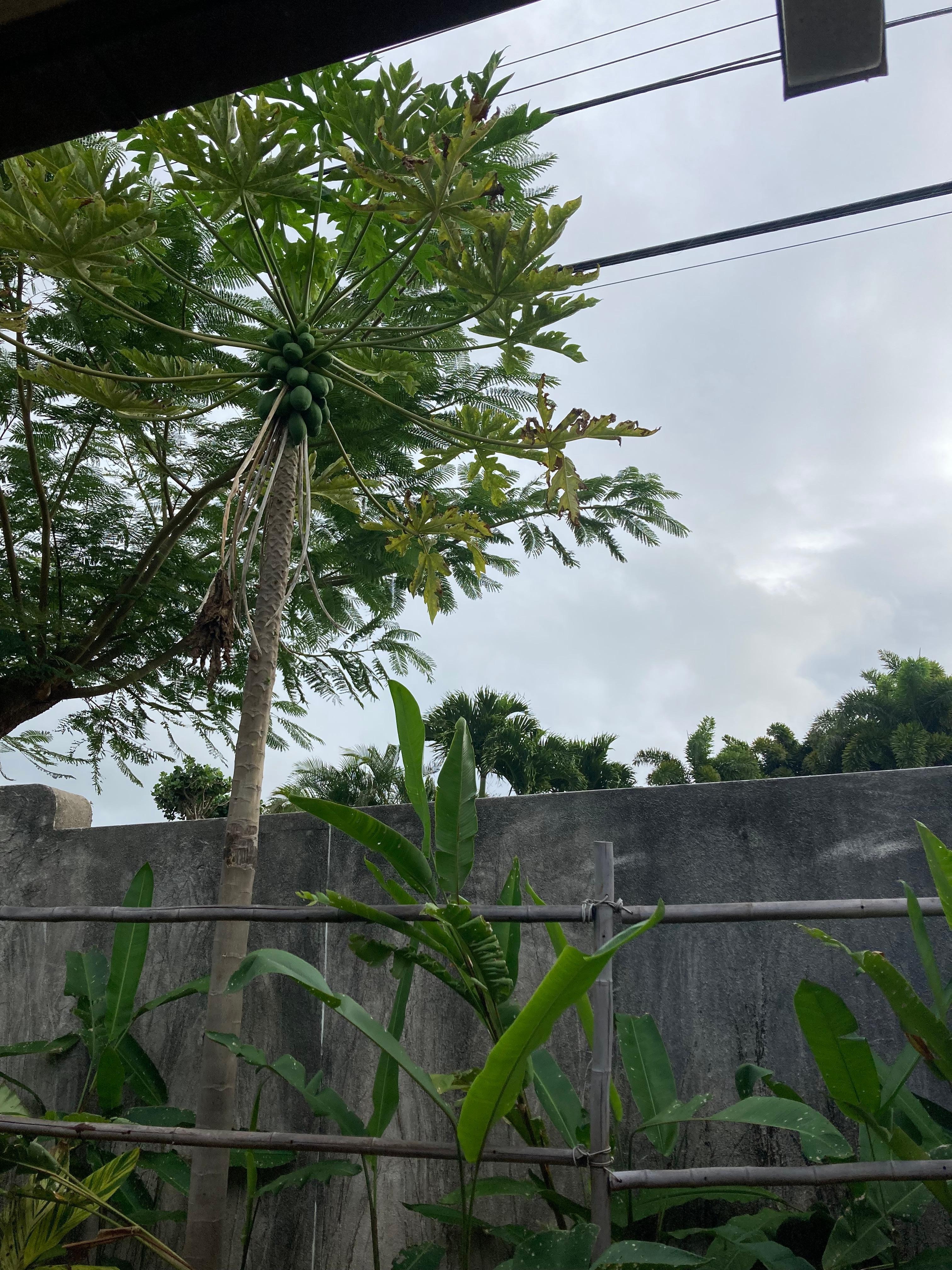 Papaya tree at Pua Hale