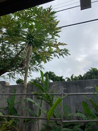 Papaya tree at Pua Hale