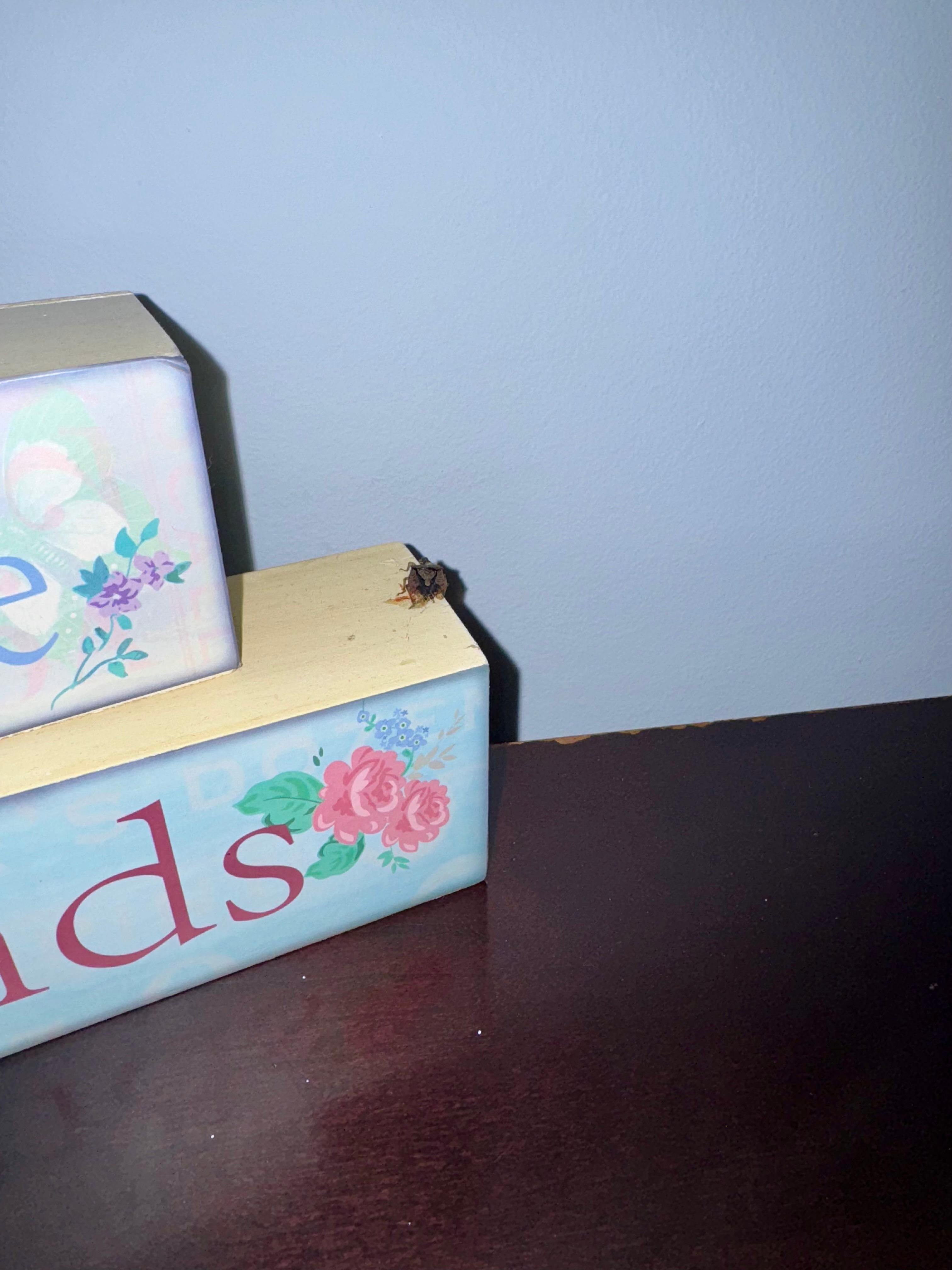 Bug on dresser 