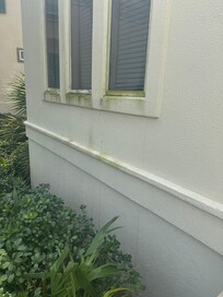 Mold growing