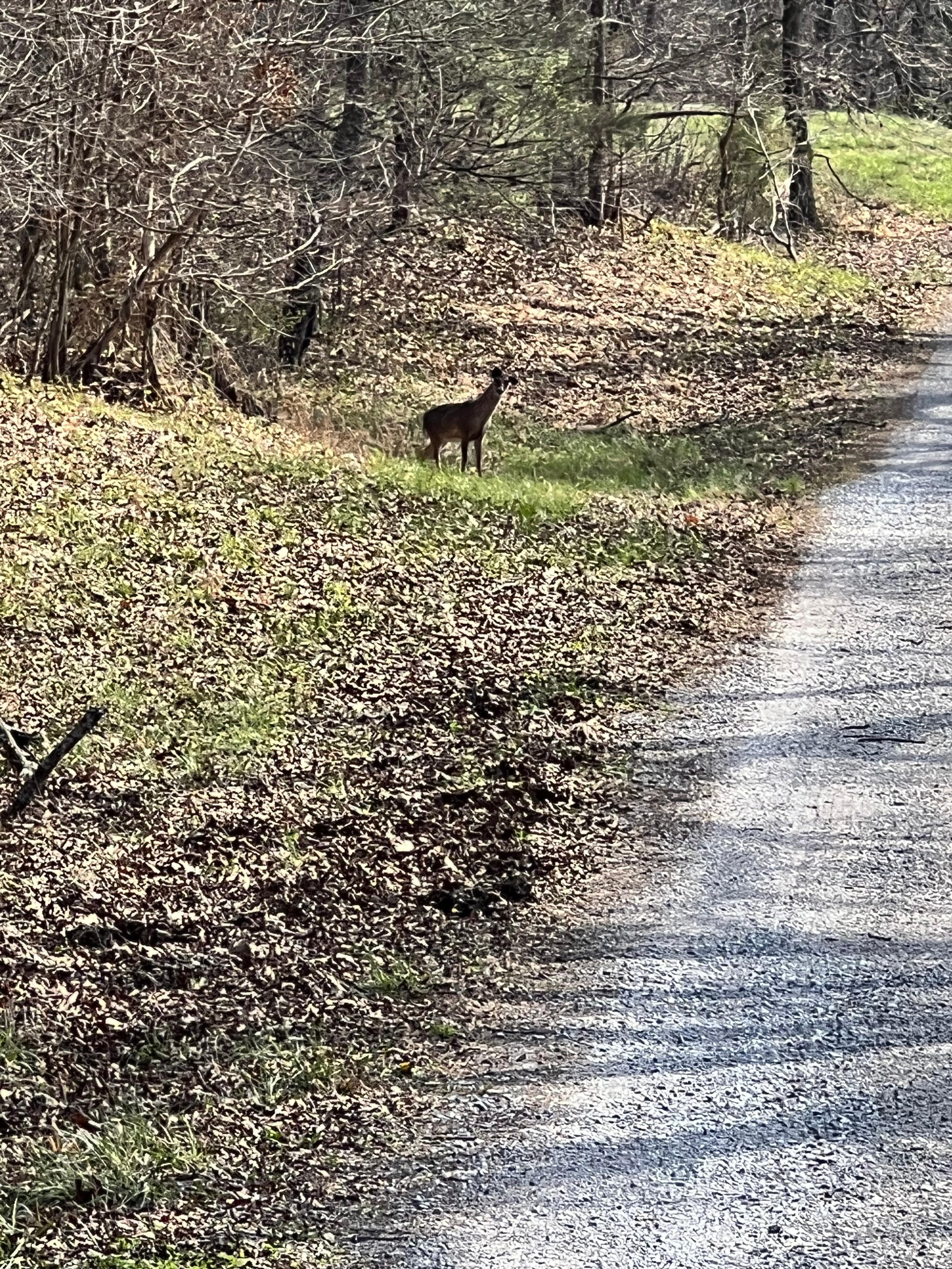 Deer in driveway 