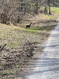 Deer in driveway