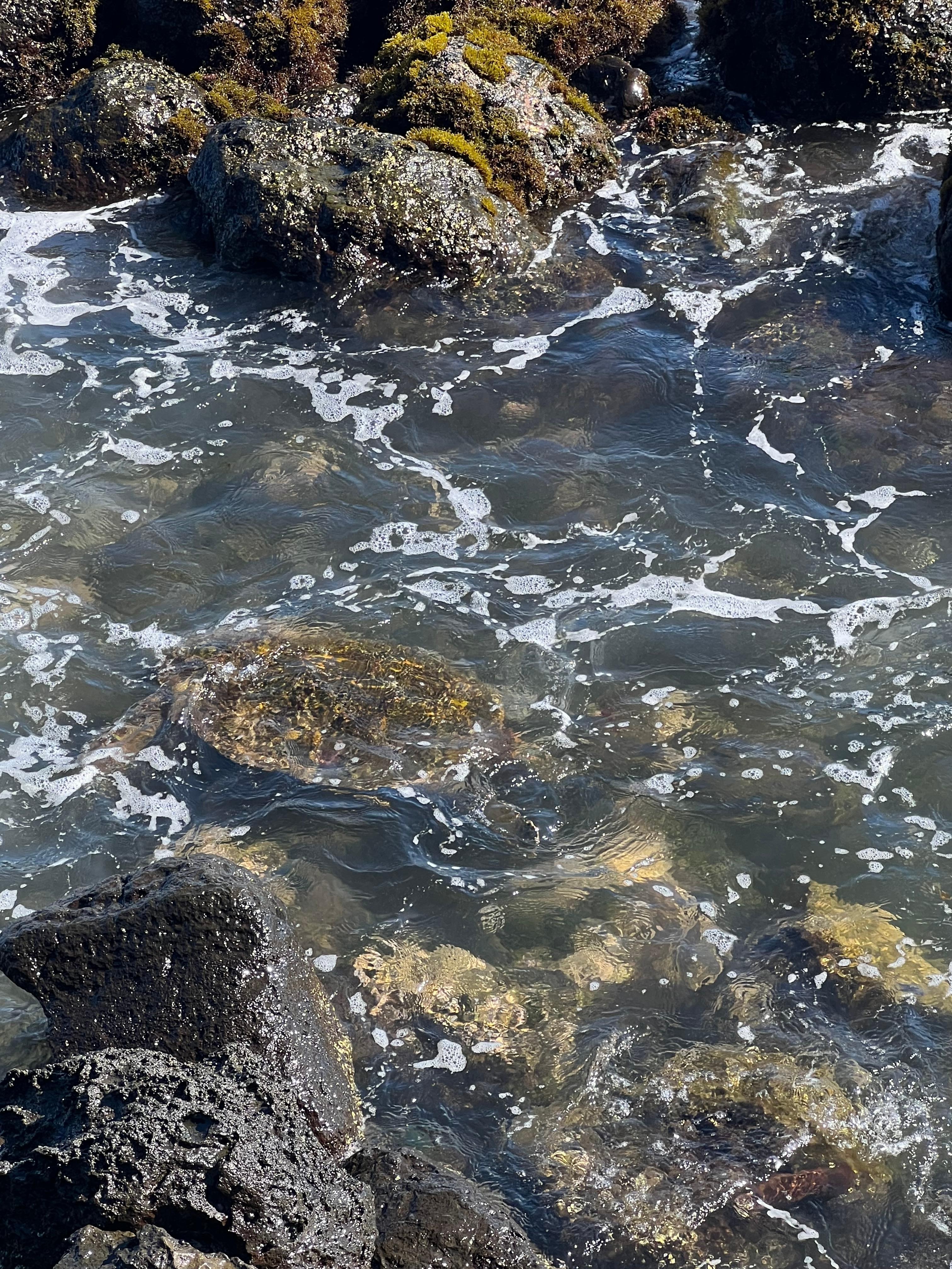 Sea turtles playing right out the back door 
