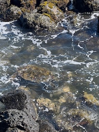 Sea turtles playing right out the back door