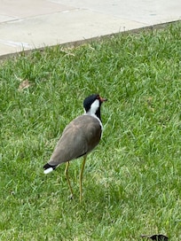 Nature near poolside