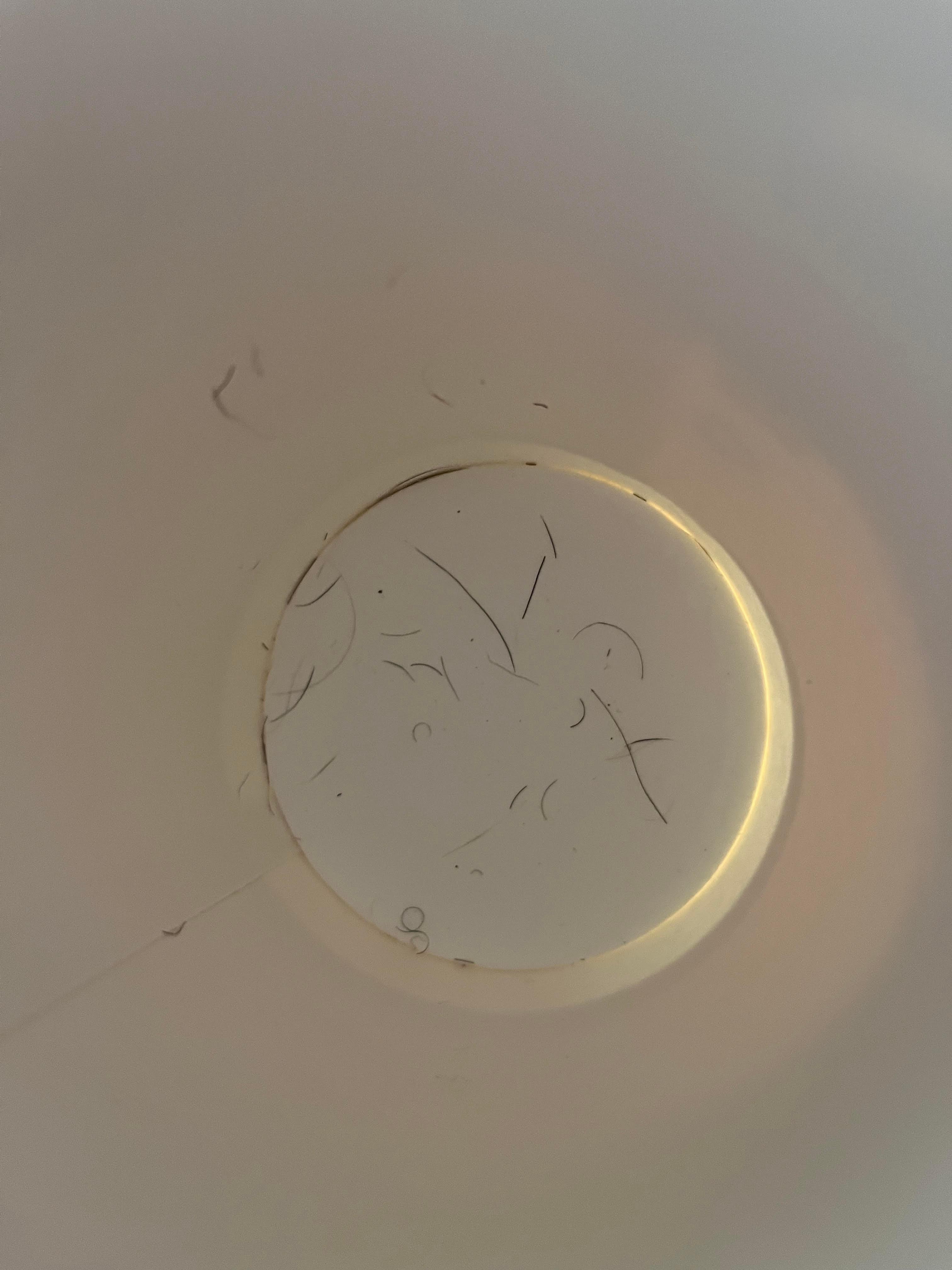 Hair found in the wrapped coffee cup